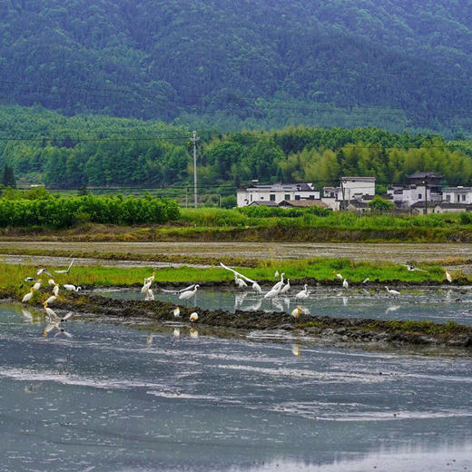 杞冠严选 | 黄山 七约农场有机种植 黑米 2023年新米 山泉水灌溉 无农药化肥黑米 2斤/10斤 商品图5