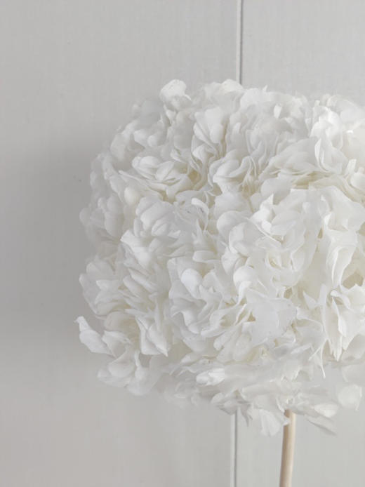 【干花~永生花】大叶绣球（白色）单枝 商品图4