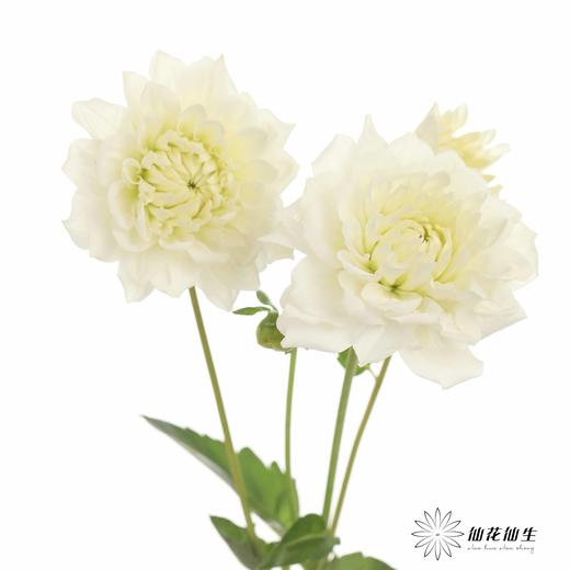 配花 | 大丽花白色（轻微折痕不售后） 商品图4
