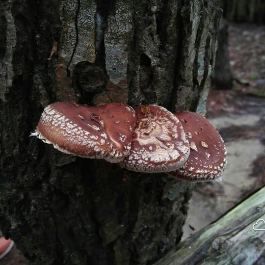 杞冠臻选 | 黄山 无农药 椴木香菇干 125g/袋 商品图4