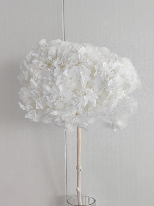 【干花~永生花】大叶绣球（白色）单枝 商品图5