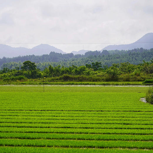 杞冠严选 | 黄山 七约农场有机种植 黑米 2023年新米 山泉水灌溉 无农药化肥黑米 2斤/10斤 商品图4