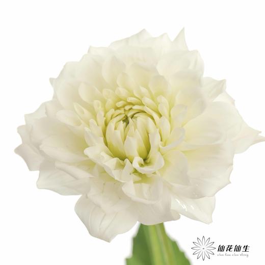 配花 | 大丽花白色（轻微折痕不售后） 商品图6