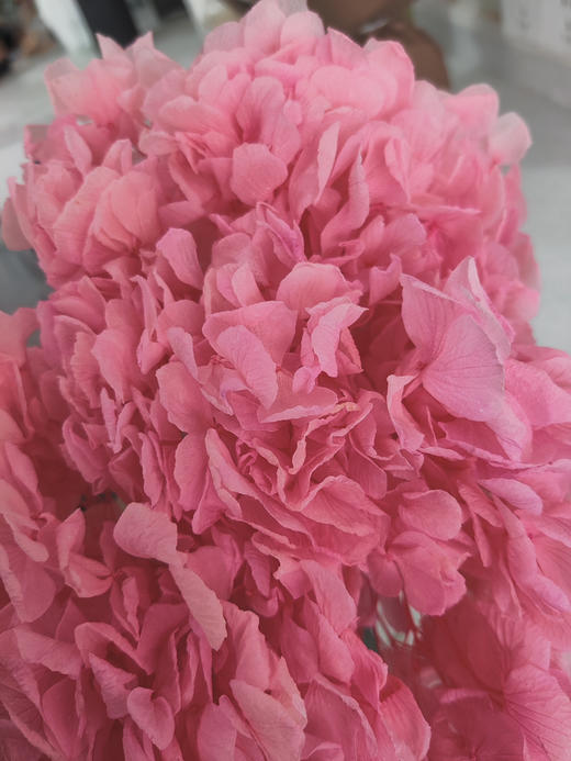 【干花~永生花】大叶绣球（深粉）单枝 商品图1