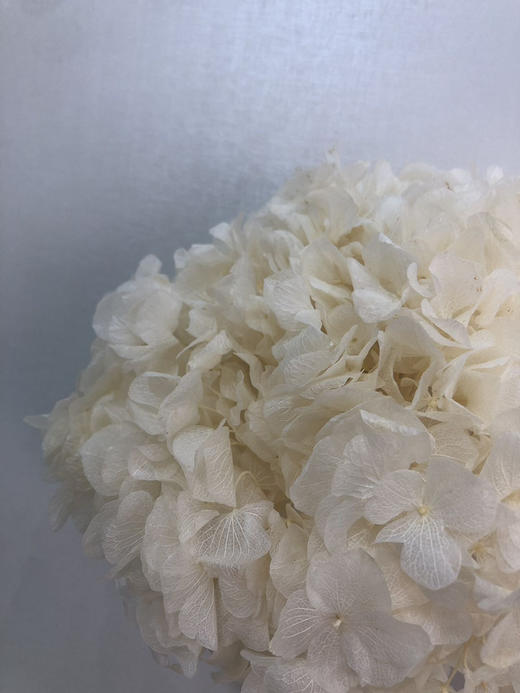 【干花~永生花】大叶绣球（奶白色）单枝 商品图0