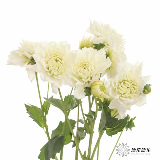 配花 | 大丽花白色（轻微折痕不售后） 商品图5