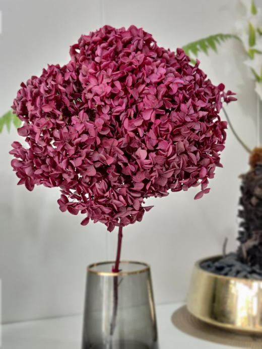 【干花~永生花】绣球（紫红色）单枝 商品图0