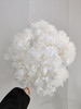 【干花~永生花】大叶绣球（白色）单枝 商品缩略图0