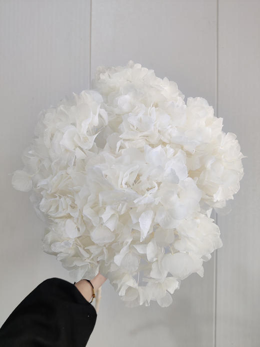 【干花~永生花】大叶绣球（白色）单枝 商品图0