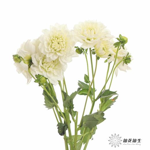 配花 | 大丽花白色（轻微折痕不售后） 商品图7