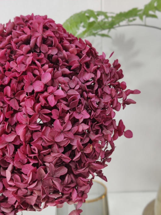 【干花~永生花】绣球（紫红色）单枝 商品图2