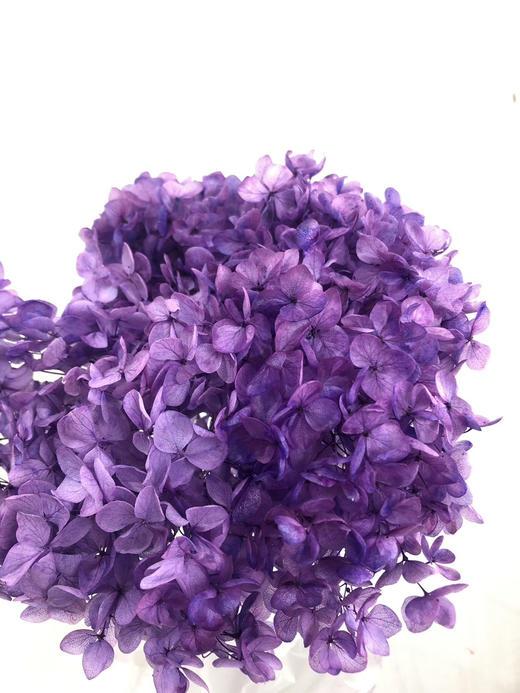 【干花~永生花】绣球（紫色）单枝 商品图0