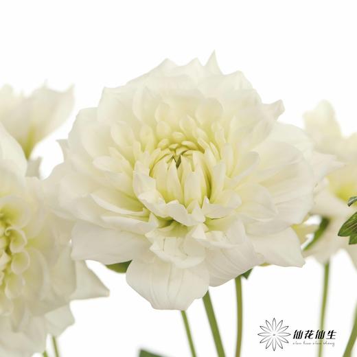 配花 | 大丽花白色（轻微折痕不售后） 商品图3