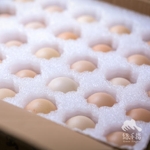 生态河北鸡蛋  | 合作生产 * Ecological Eggs | Coproduction 商品图3