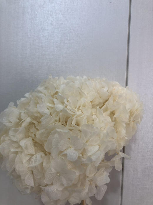 【干花~永生花】大叶绣球（奶白色）单枝 商品图1