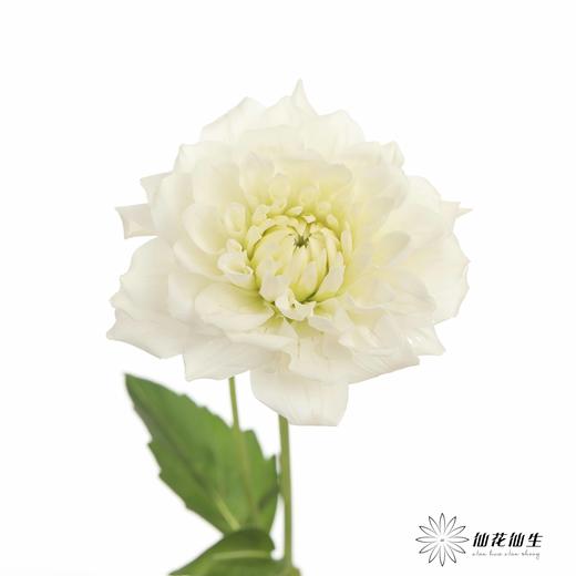 配花 | 大丽花白色（轻微折痕不售后） 商品图1