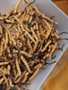 西藏那曲 新鲜虫草 商品缩略图1