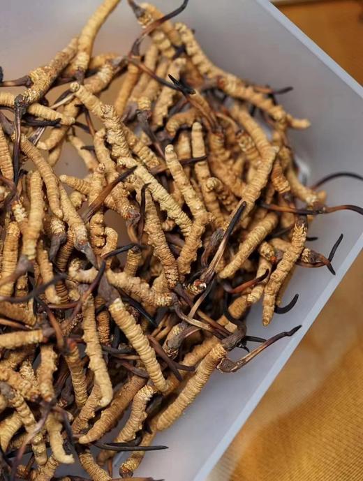 西藏那曲 新鲜虫草 商品图1