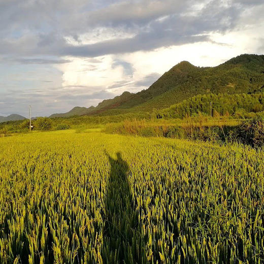 杞冠严选 | 黄山 七约农场有机种植 2024新籼米（软香丝苗米）山泉水灌溉 口感特别好 商品图2