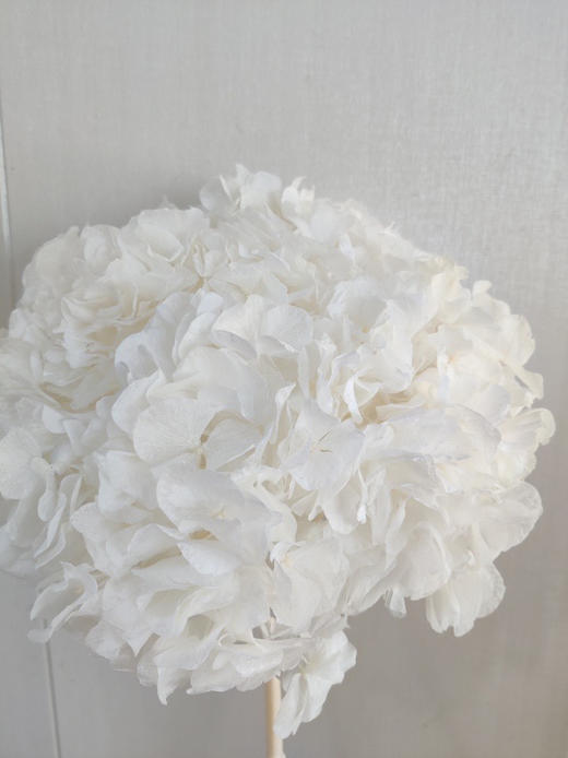 【干花~永生花】大叶绣球（白色）单枝 商品图6
