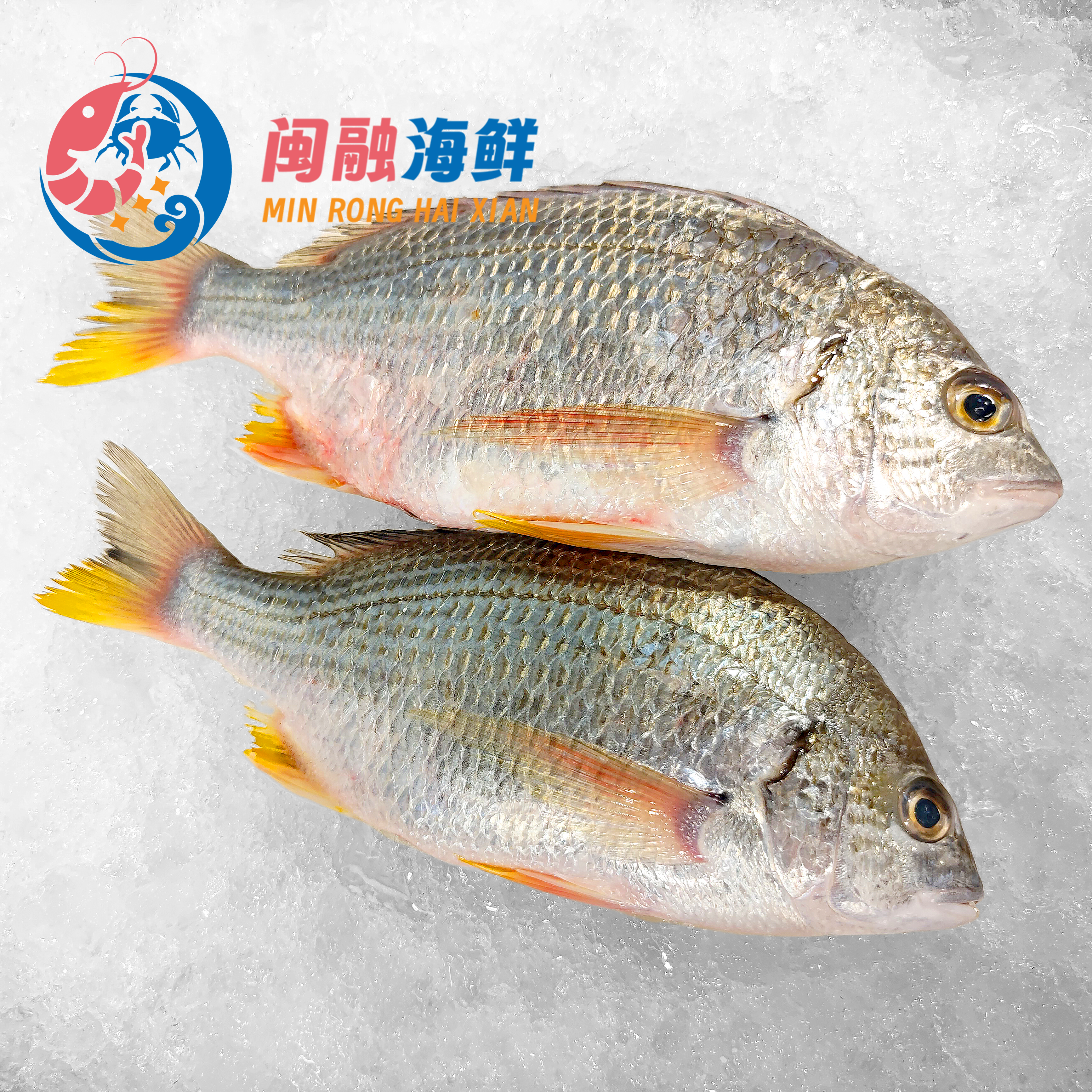 冰鲜黄翅鱼 /条