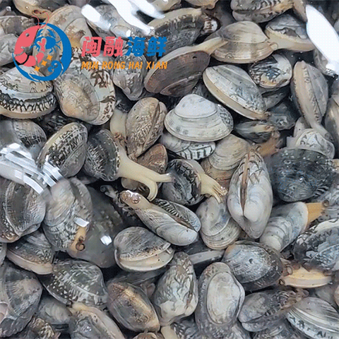 无沙花蛤(花甲) /份