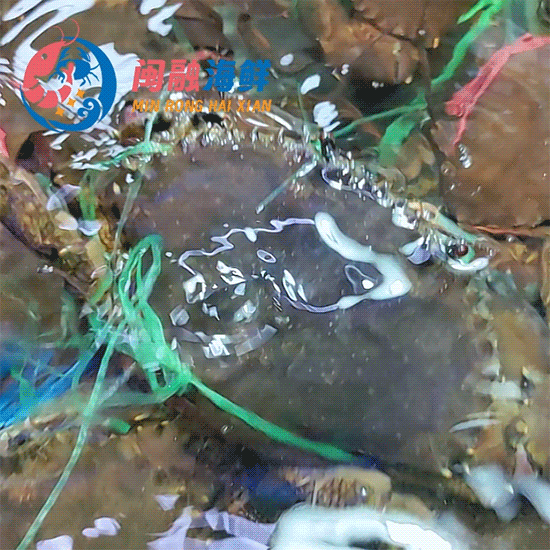 鲜活带绳大膏蟹 /只