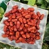 韩国进口 清玉无核红枣750g 商品缩略图2