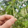 雪域俄色茶（成都仓库-顺丰快递）| 50g/罐，来自四川甘孜，生产者：李建程【合作生产，公平贸易】 商品缩略图4