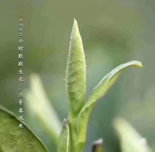 强烈推荐！限量！白毫如霜银似雪，素洁晶莹贵比金——2023年福鼎大洋山毫彩头白毫银针 商品图3