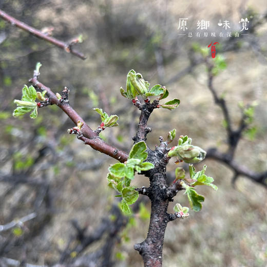雪域俄色茶（成都仓库-顺丰快递）| 50g/罐，来自四川甘孜，生产者：李建程【合作生产，公平贸易】 商品图6