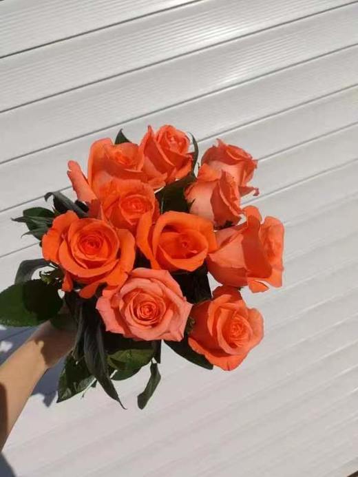 自带光芒的玫瑰花束（拼团） 商品图2