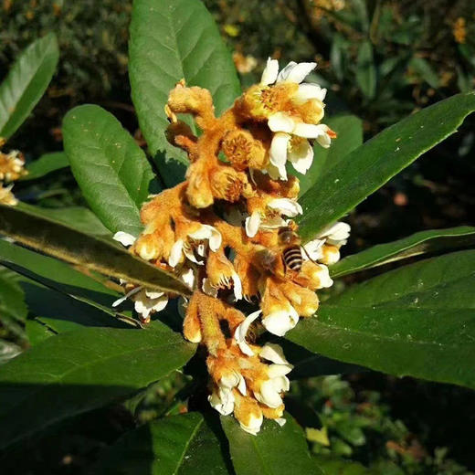 杞冠臻选 | 黄山 三潭枇杷蜜 野生土蜂蜜 无添加剂500g/瓶 商品图4