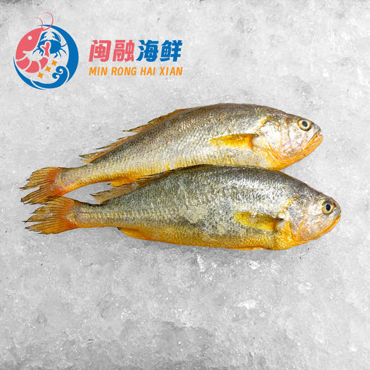 冰鲜黄花鱼 /条 商品图0