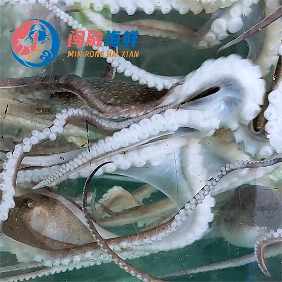 鲜活长腿章鱼(八爪鱼) /斤