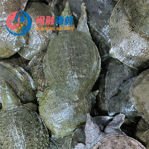 鲜活沙鳖子BB仔(处理需加工费) /斤