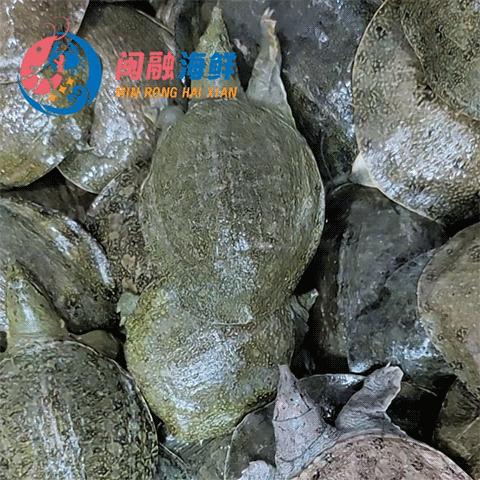 鲜活沙鳖子BB仔(处理需加工费) /斤 商品图0