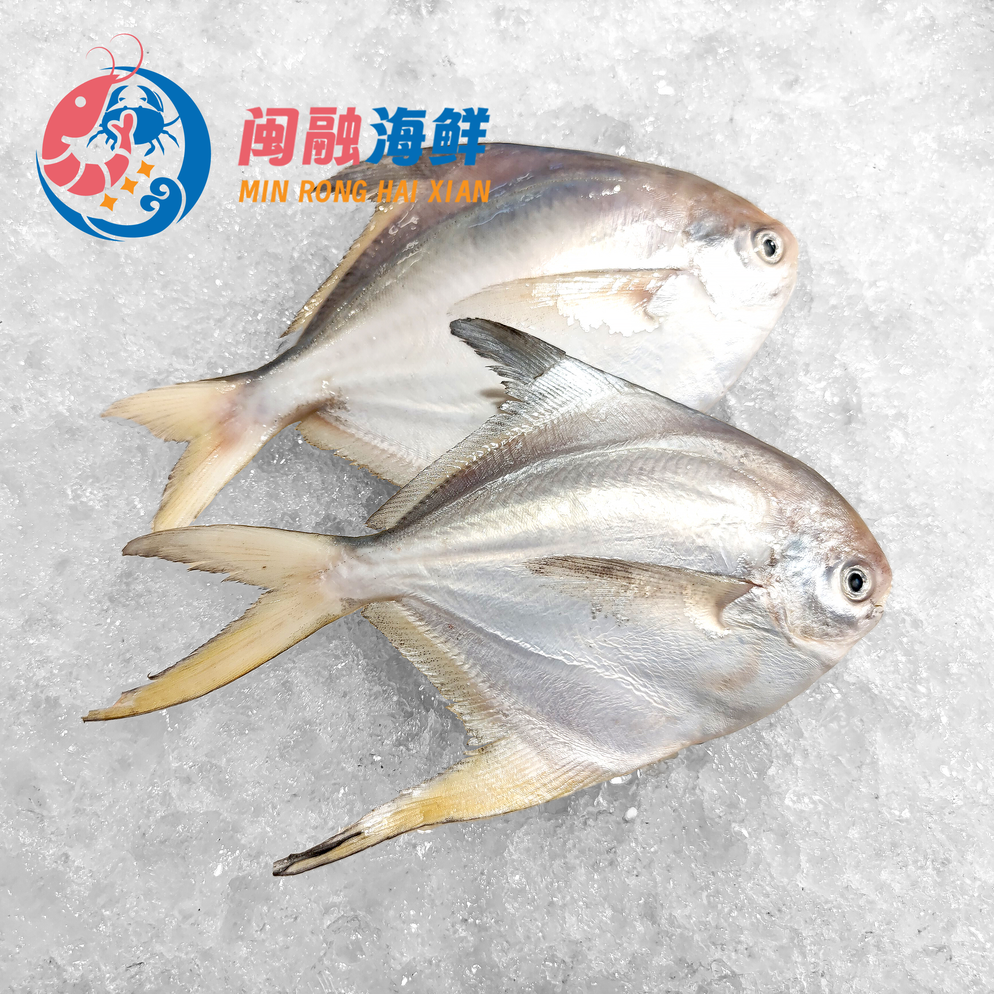 冰鲜大白鲳 /条