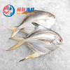 冰鲜大白鲳 /条 商品缩略图0