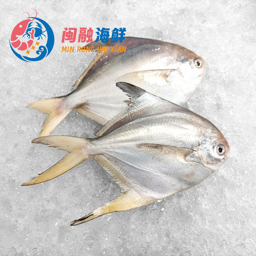 冰鲜大白鲳 /条 商品图0