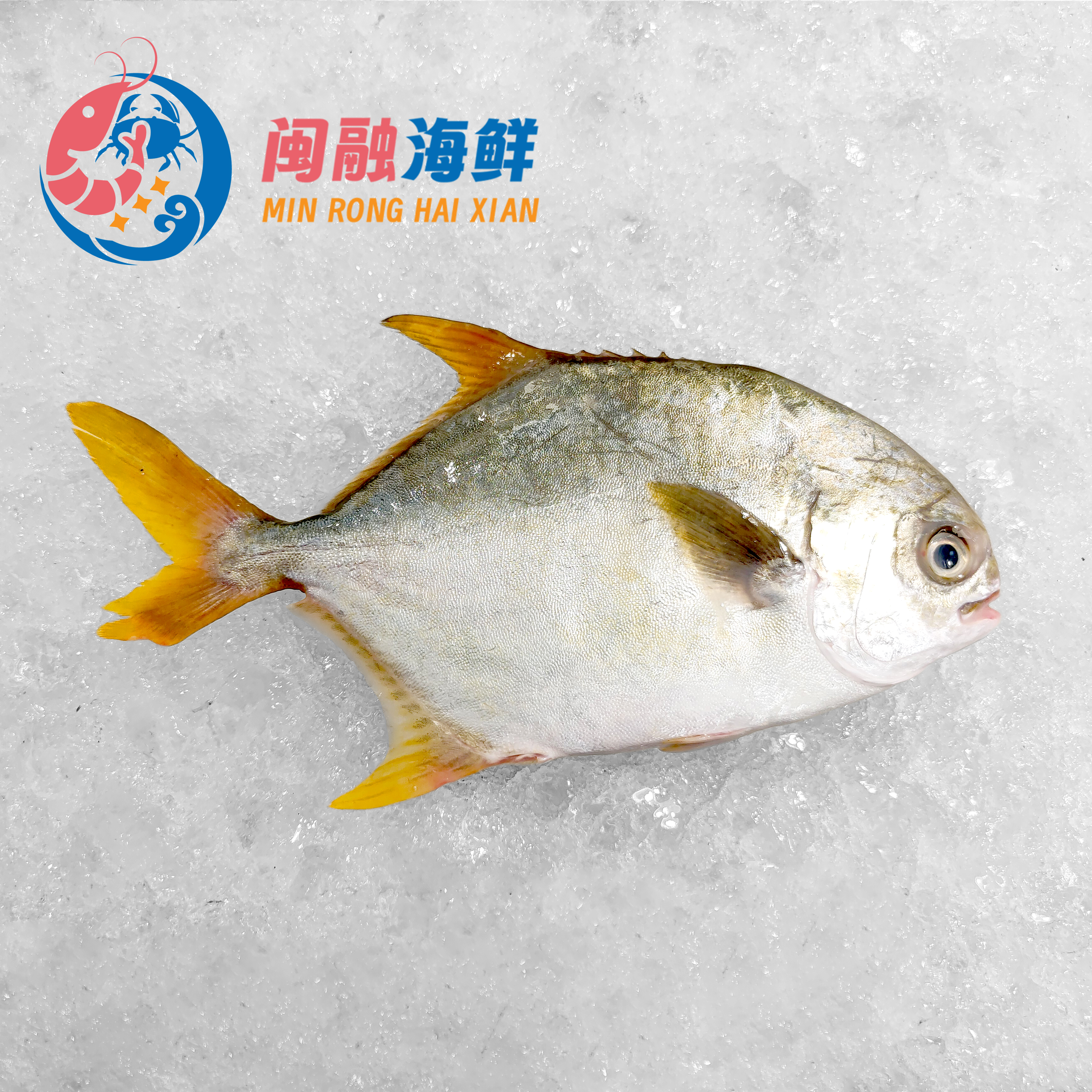 冰鲜金鲳鱼 /条