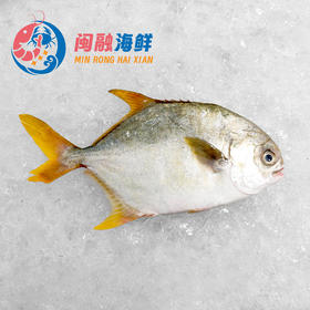 冰鲜金鲳鱼 /条