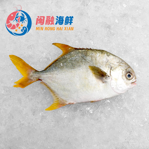 冰鲜金鲳鱼 /条 商品图0