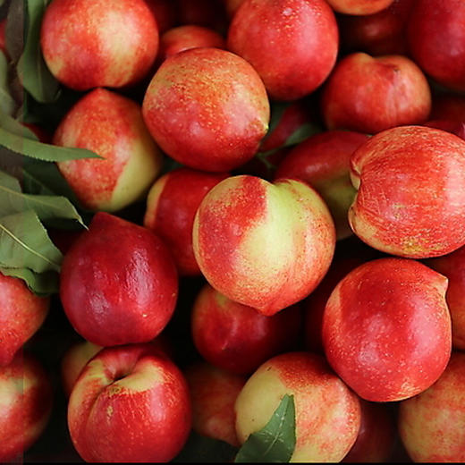 【1斤】新鲜红皮油桃黄肉 重约1斤【当天可提货】 商品图6