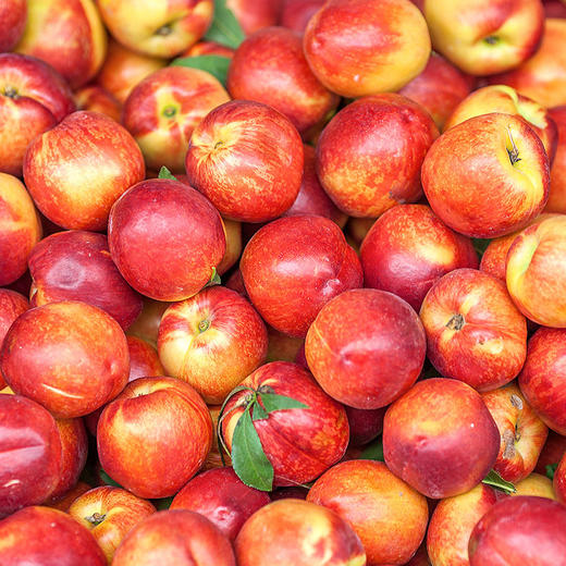 【1斤】新鲜红皮油桃黄肉 重约1斤【当天可提货】 商品图4