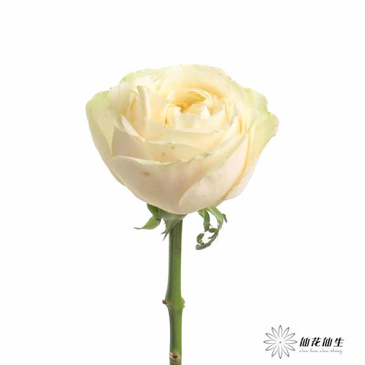 丽江基地单头玫瑰 | 艾洛尔 商品图2