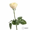 丽江基地单头玫瑰 | 艾洛尔 商品缩略图6