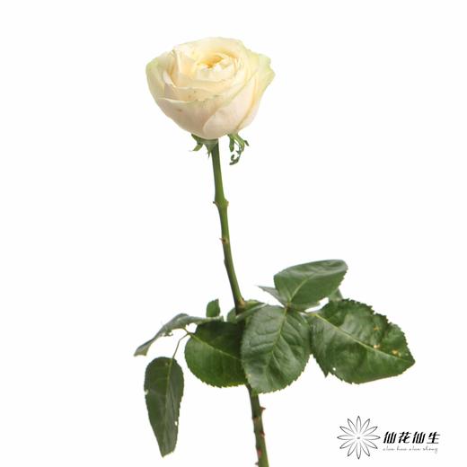 丽江基地单头玫瑰 | 艾洛尔 商品图6