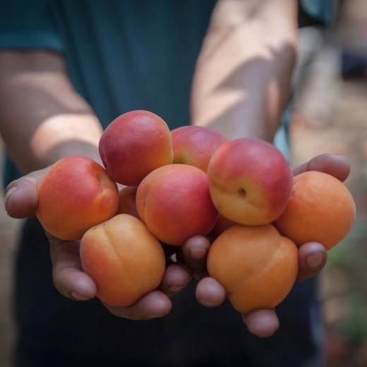 飨实崂山蜜杏，4.6-5斤礼盒装】三十年耕耘，十年品牌路，铸就非凡蜜杏，崂山山地种植，山泉水灌溉，软糯香甜，甜蜜多汁 商品图6