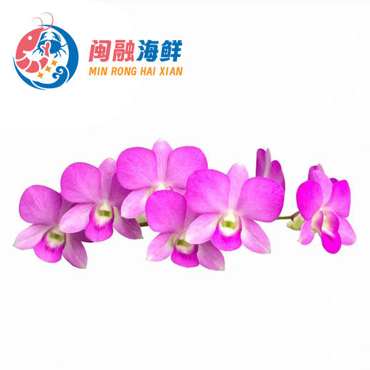 鲜兰花 /袋 商品图0